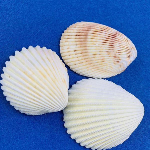 

2pcs 5 6cm natural scallop coconut seashell lion shell specimen aquarium decoration home wedding decor shells for jewelry making h wmtwan