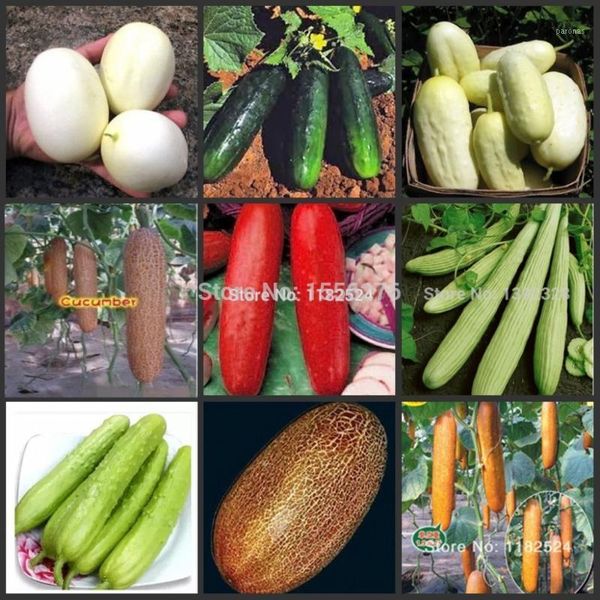 

decorative flowers & wreaths 100pcs fresh multi-types cucumber p-semillas fruit vegetables p-sementes1