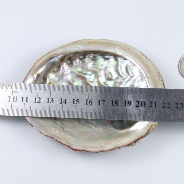 

natural abalone shells office decoration home aquarium landscape sundries storage box diy decor soap holder 115mm h bbyblg