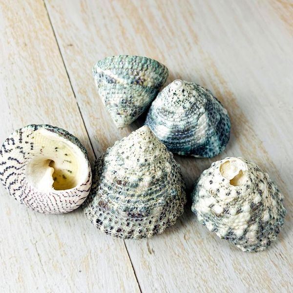 

2pcs 2 3cm green tower seashell snail green natural conch fish tank landscape shellfish hermit crab shell specimens decor craft h wmtmjt
