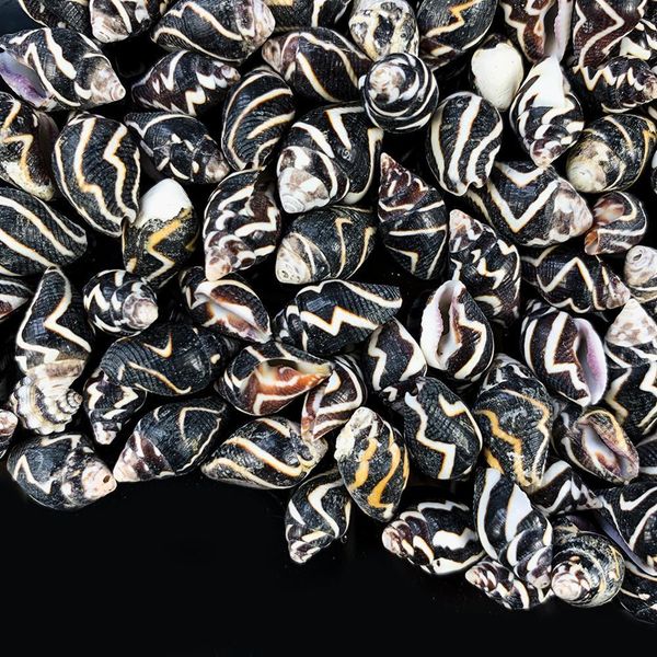 

5 10pcs natural shell seashell for pgraphy decor home room office table bedrooms fish tank decor beach party diy landscap h bbyovb