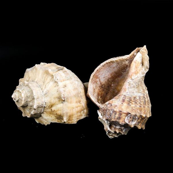 

8 10cm natural conch shell deepwater snail hermit crab seashell nautical home decor fish tank aquarium decoration accessories h bbydvu