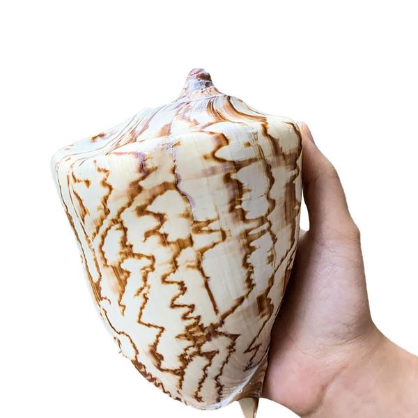 

13 16cm natural scenic conch landscape painting stripes snail seashells specimens wedding coastal home decor aquarium decoration h jllzmn