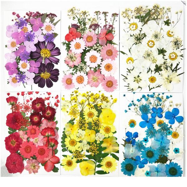 

pipifren pressed flowers small dried flowers scrapbooking dry diy preserved flower decoration home mini bloemen flor wmtgif