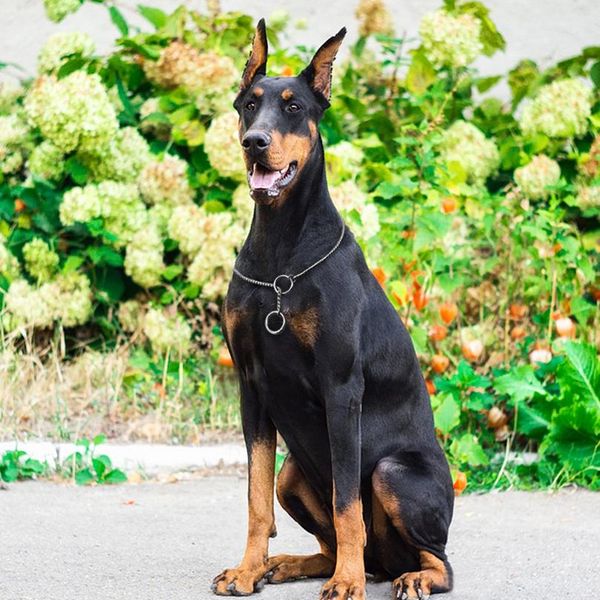 

durable dog chain collar solid snake p chock collars leash strong training choker for small mudium large dogs k9 wmtxvd