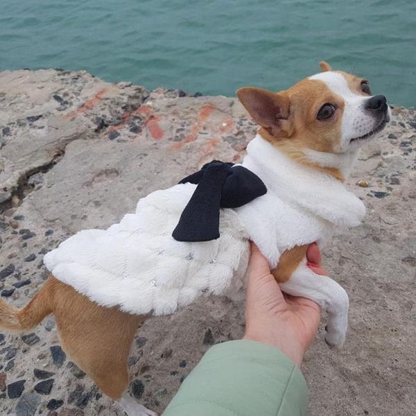 

pet clothes elegant luxury fur winter overcoat small dog cat clothes bowknot chihuahua puppy pet dog accessories