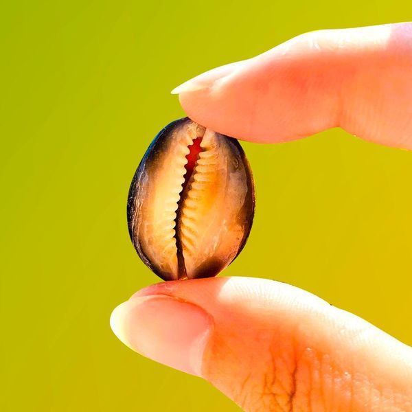 

5 10pcs natural shell seashell conchs mollusks marine snails for pgraphy home room office table bedrooms fish tank decor h jlliaa