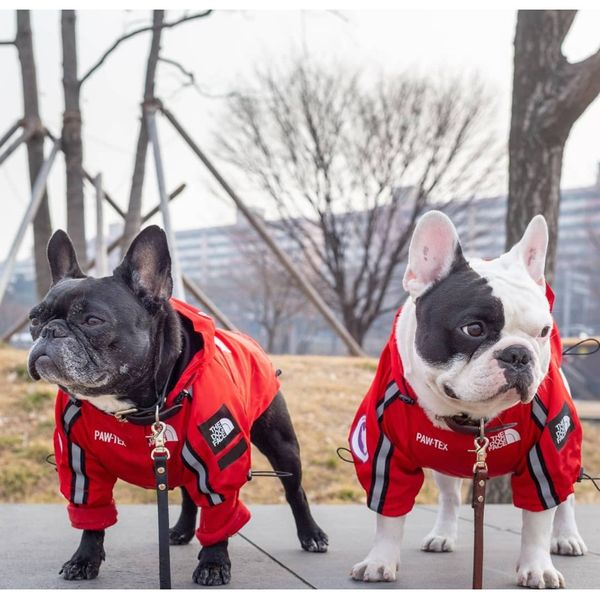 

сша национального флаг мода ветрозащитной непромокаемой собака собака хлопок больших собака плащи pet куртка bbyeyn ladyshome