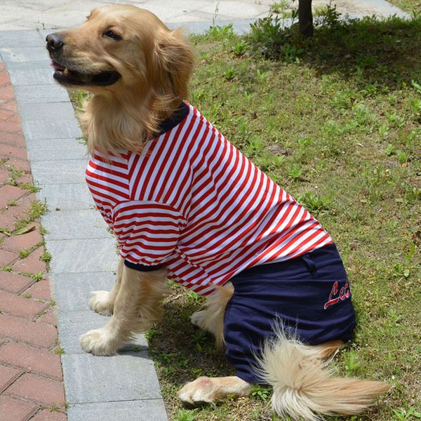 

large dog in the clothing of pet dog
