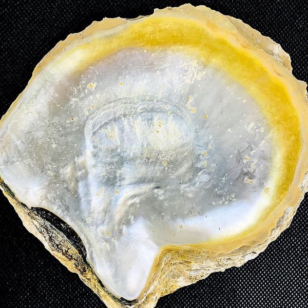 

14 15cm natural yellow mother of pearl shell nautical home decor aquarium landscaping diy jewelry making seashell raw materials h jllksk