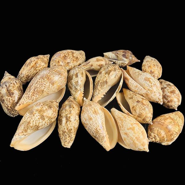 

5 9cm natural spot conch shell snail diy fish tank aquarium decorations seashells micro landscape specimen nautical home decor h bbytyl