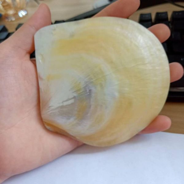 

nautical home decor shells jewelry diy seashells beach wedding decorations shell ocean decor restaurant caviar seasoning tray h wmtlen