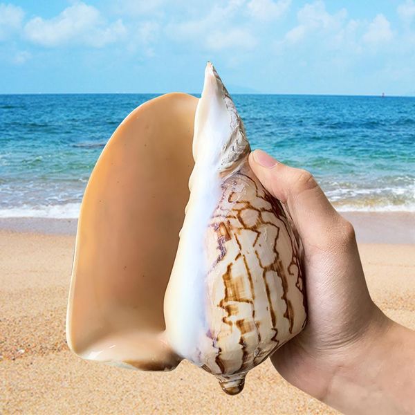 

13 16cm natural scenic conch landscape painting stripes snail seashells specimens wedding coastal home decor aquarium decoration h jllclj