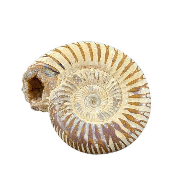 

7pcs set natural conch raw stones animal shell teaching specimen color snail oyster shells stone gifts collection home decor h jlluen