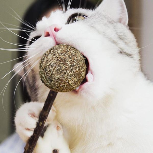 

cat toys nature catnip ball toy for healthy natural treatment molar snack cleaning teath funny kitty pet 30