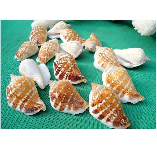 

happykiss 10pcs strombus conch shell sea shells seashells crafts fish tank aquarium ornament nautical dec jlljeu