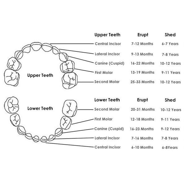 

деревянный ящик для хранения tooth для grown up baby дети зубные box организатор хранения box для младенцев молочных зубов сбор организатор