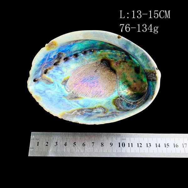 

13 15cm abalone shell natural large sea shells beach decor soap dish jewelry diy shell nautical home decor aquarium landscape h wmtgod