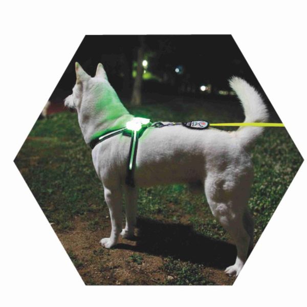 

cc simon usb rechargeable led dog harness multicolor 2020 new