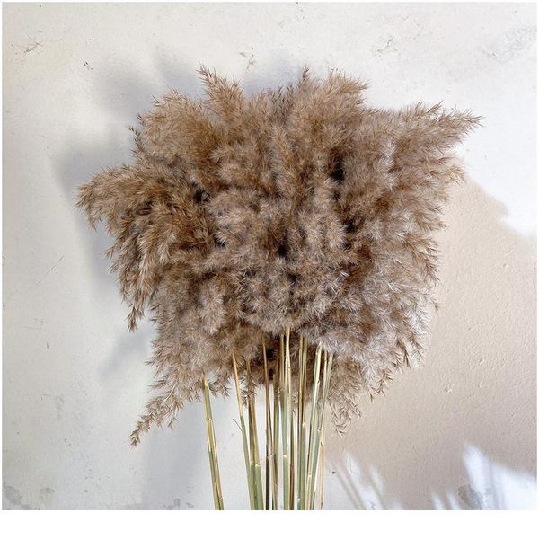 

10 pcs natural dried pampas grass phragmites communis for wedding dried flower bunch home decor diy craft dry flowers de jllfxq