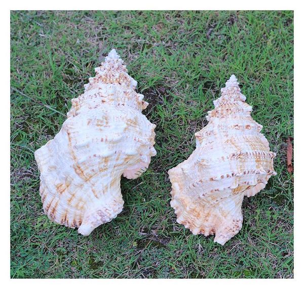 

home furnishing 1pcs marine sea decoration 10-25cm big conch natural ornaments shell wedding/festival/party decorat qylnff
