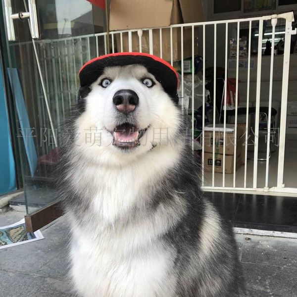 

pet cat dog hat husky teddy outdoor dog breathable baseball cap sunball hat sun duck cap, Blue;gray