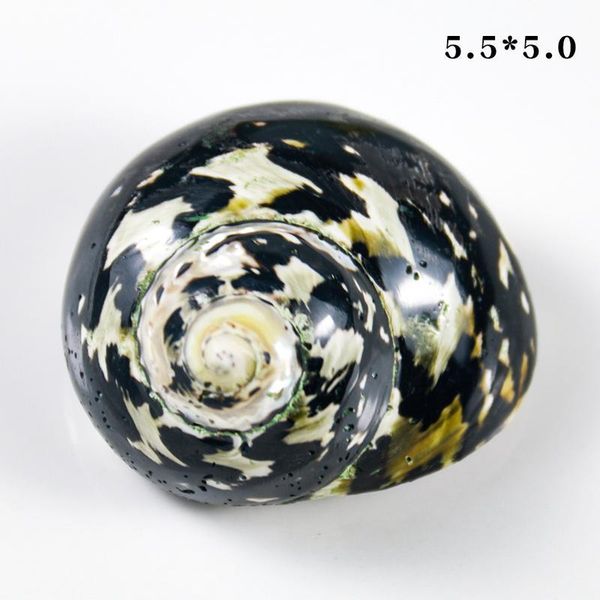 

natural african black gold shell conch specimen beach wedding decor crafts coastal nautical home decor shells for jewelry making h bbyplw