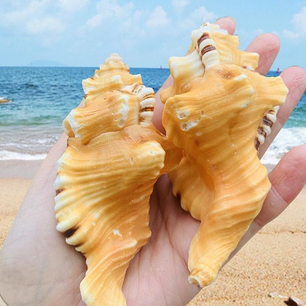 

8 11cm natural conch elephant trunk conch seashell rare conch collection specimen beach wedding decorations nautical home decor h bbybub