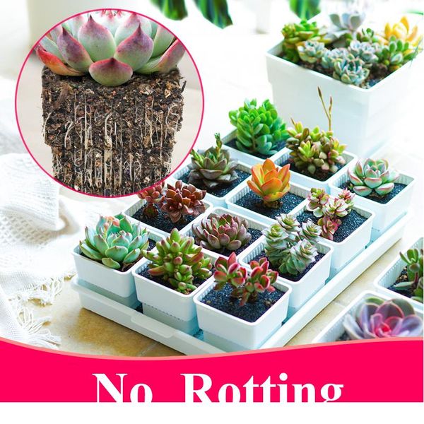 

meshpot 2 3 4 дюйма квадратных пластиковых суккулентов platerer pots с набором лотка, детская горшок кактус растения горшок ga bbyoyg