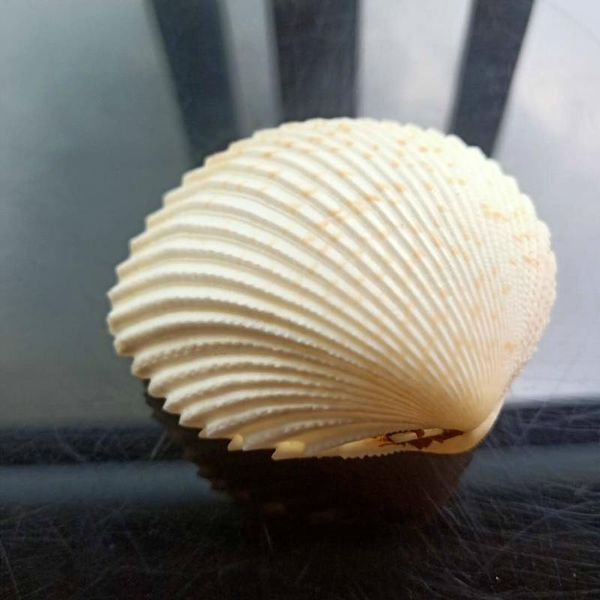 

nautical home decor shells mediterranean seashells double sided specimen ocean scallop shell jewelry storage wedding decor gift h bbyjol