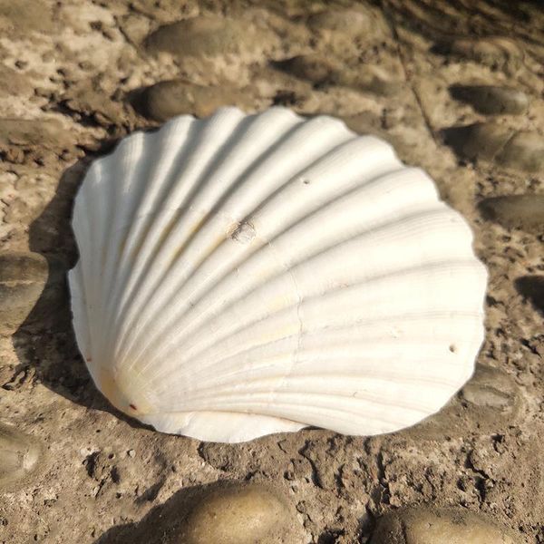 

2pcs 10 12cm natural shells big white scallop seashells ornament nautical home decor beach wedding decorations jewelry diy shell h jllcvp