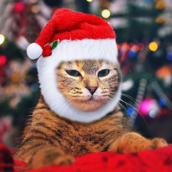 

christmas cat hat dog hats accessories for small dogs party dress up costume headwear caps wmtajg