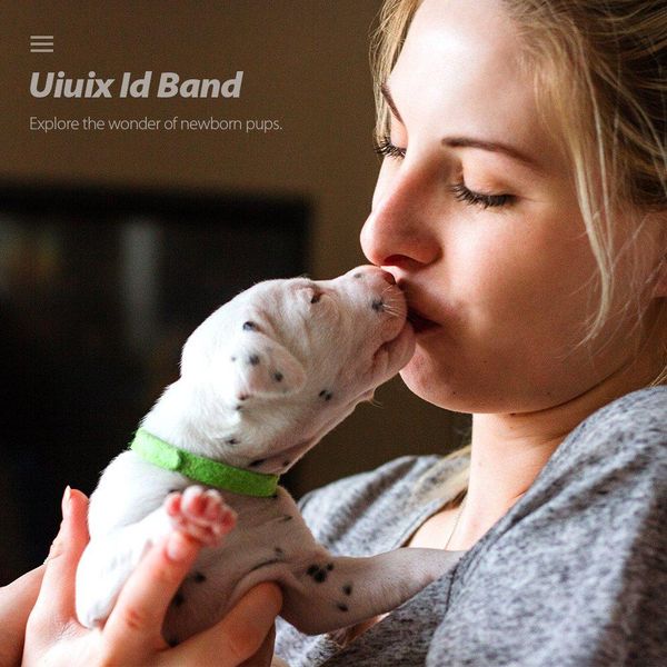 

12 шт. / набор щенок newborn pets определить ошейники регулируемый нейлон небольшое домашнее животное ошейники котку ожерелье щенок щенков j