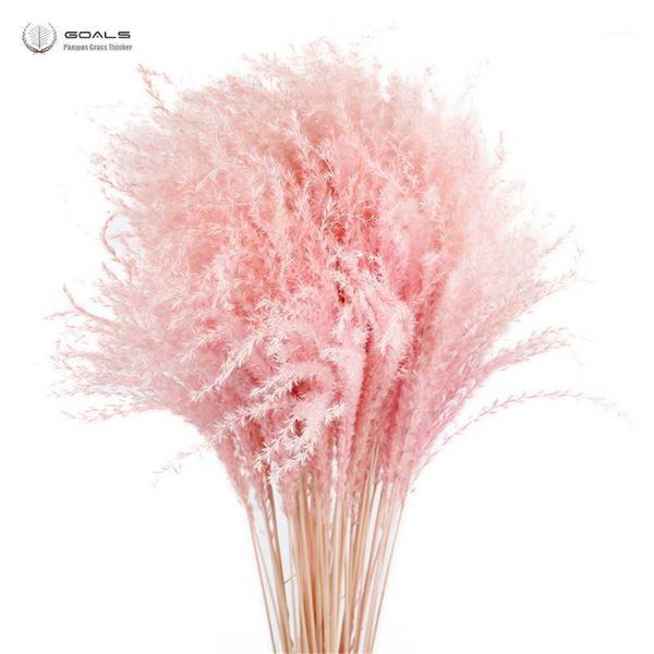 

decorative flowers & wreaths 20pcs natural light pink wedding pampas valentines day gift dried reed bouquets1