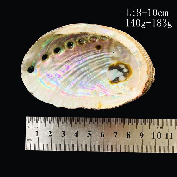 

1pc 8 10cm natural seashells abalone shell nautical home decor beach wedding decorations soap dish diy aquarium landscape h jllyxl