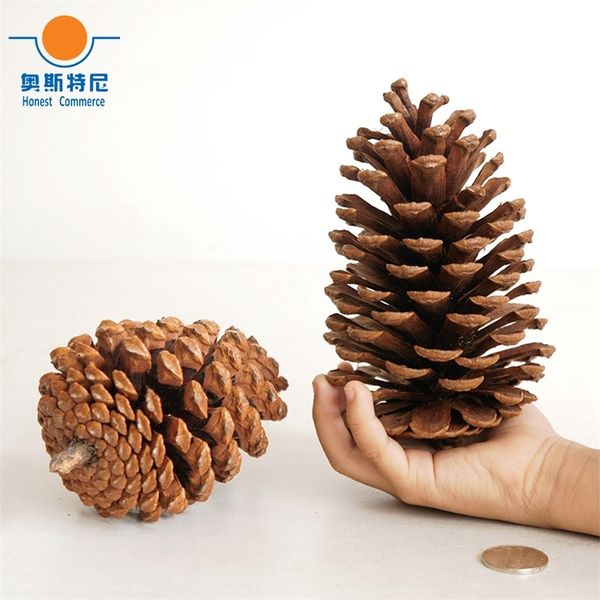 2 pcs 12-14cm tamanho grande natural cones de pinho para decoração de Natal Y201020