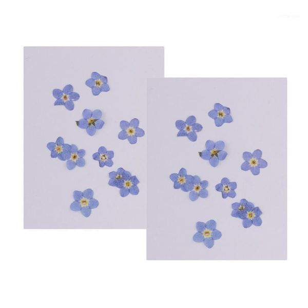 

decorative flowers & wreaths 20 pieces pressed natural dried forget me not for diy craft scrapbooking phone case decoration1