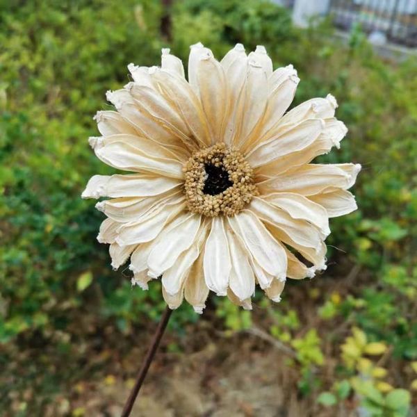 

decorative flowers & wreaths 9cm/1pcs,natural dried flower branch,craft gerbera,diy display real touch flower,wedding favor floral decor,gif