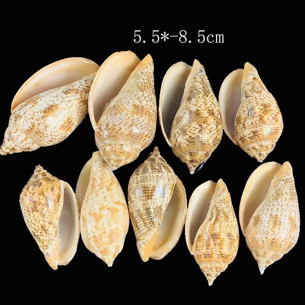 

5 9cm natural spot conch shell snail diy fish tank aquarium decorations seashells micro landscape specimen nautical home decor h jllwoy