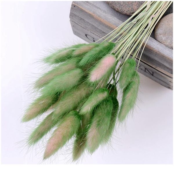 

30pcs gradient lagurus ovatus natural dried flowers bouquet diy wedding home christmas decoration rabbit tail grass real jllppd