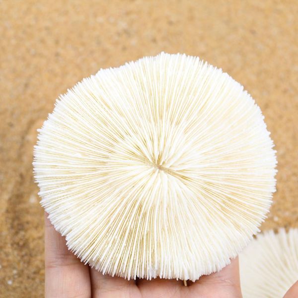

white coral sea round mushroom coral natural artifical fish aquatic pet supplies aquarium landscape tank ornaments 8 to 10cm h bbyehl