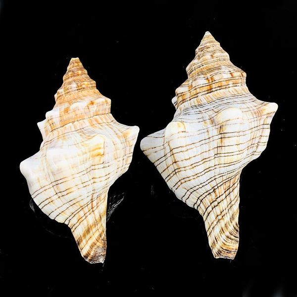 

1pc natural conch shofar shell nautical home decor specimen craft striped snail seashells aquarium landscape fish tank decor h bbyyio