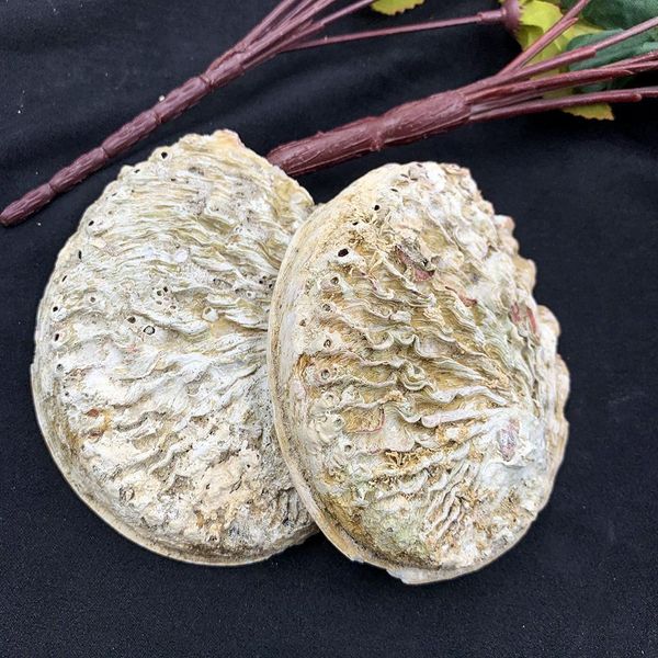 

11 12см раковины натуральные abalone оболочки ocean home decor diy nautical свадебные украшения мыло держатель оболочки для ювелирных издели