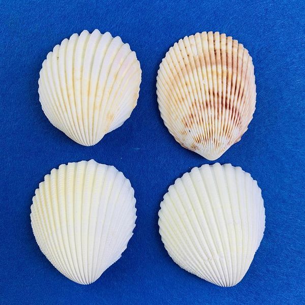 

2pcs 5 6cm natural scallop coconut seashell lion shell specimen aquarium decoration home wedding decor shells for jewelry making h bbytve
