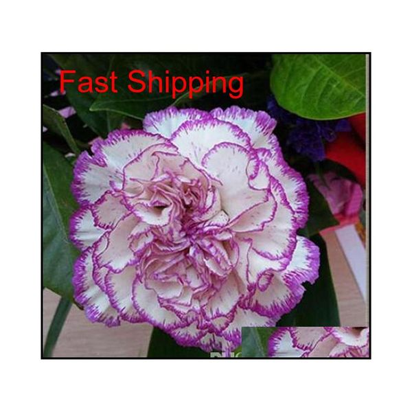 

promotion 10 colors available carnation seeds perennial flowers potted garden plants dianthus caryophyl qyluph bde_luck