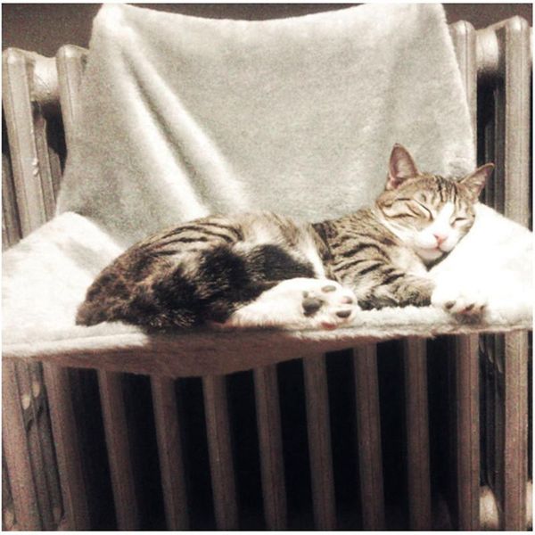 

cat beds & furniture bed removable window sill radiator perch seat lounge pet kitty hanging cosy hammock mount