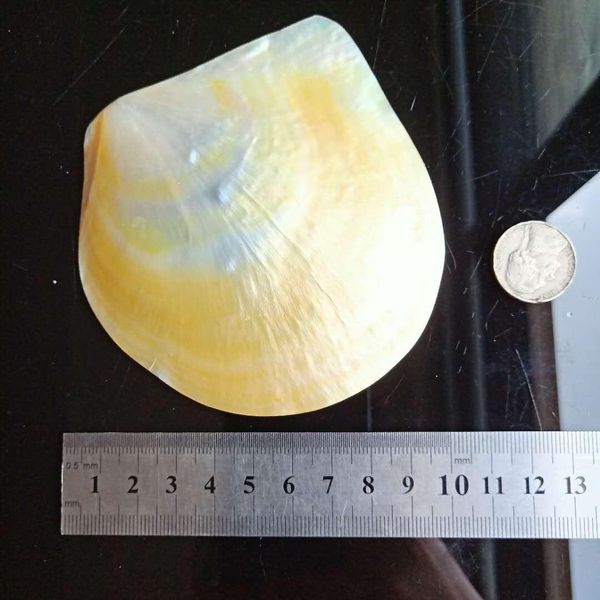 

nautical home decor shells jewelry diy seashells beach wedding decorations shell ocean decor restaurant caviar seasoning tray h wmtqpf