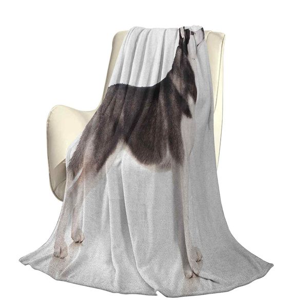 

аляскинское животное арктическое млекопитающее млекопитающее послушный компаньонный портрет чистопледовый офис отдыха