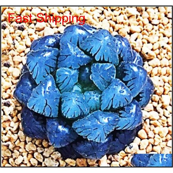 

100 pcs potted succulents fleshy shining green plants haworthia cooperi yulu truncata flower seed lithops pseudotruncat qylnlq wphome