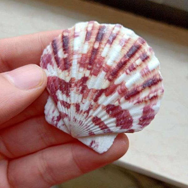 

10pcs lot sea shells natural scallop seashell beach wedding decorations home decor ocean ornaments diy shell for jewelry making h bbydgl